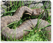 בעונה זו של השנה, הנחשים פעילים ומלאי ארס.